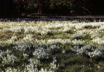 National Trust locations begin to show signs of spring 