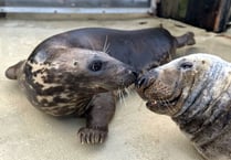 Seal Sanctuary gives seals a wonderful Valentine’s Day treat