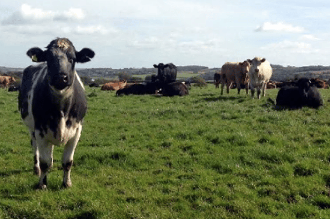 Field Cows