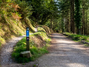 Cornwall's festive woodland walks