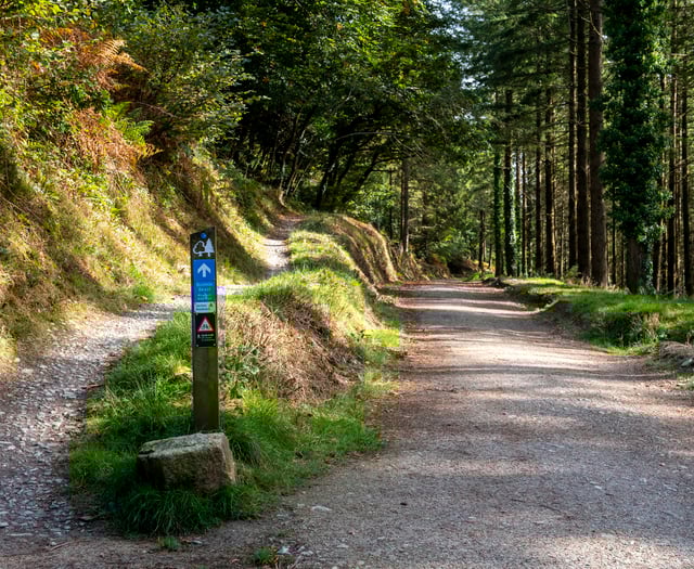 Cornwall's festive woodland walks