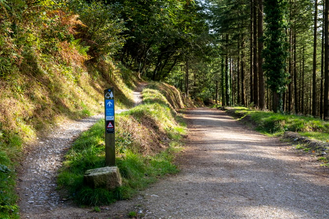 Cycling trail at Cardinham Woods