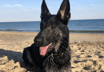 Police dog praised after apprehending Bodmin vandal