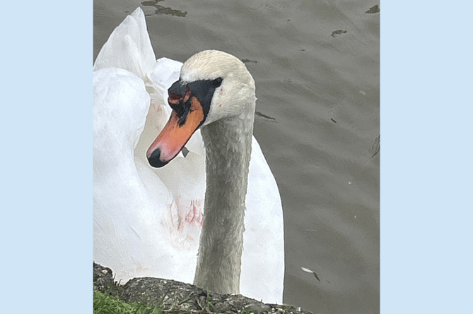 Bude Injured Swan