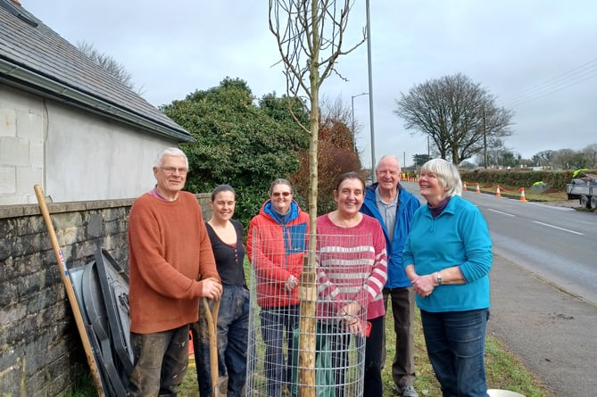 Volunteers planting trees in Callington