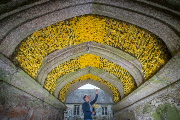 As part of Daffodil Weekend at Cotehele House & Gardens a large display of daffodils was hung inside the archway