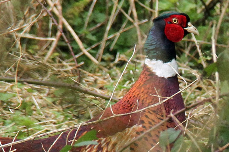 Cock pheasant