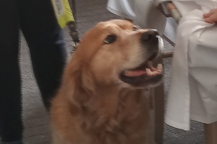 The Probus Club of Launceston's guest of honour Tilly the guide dog