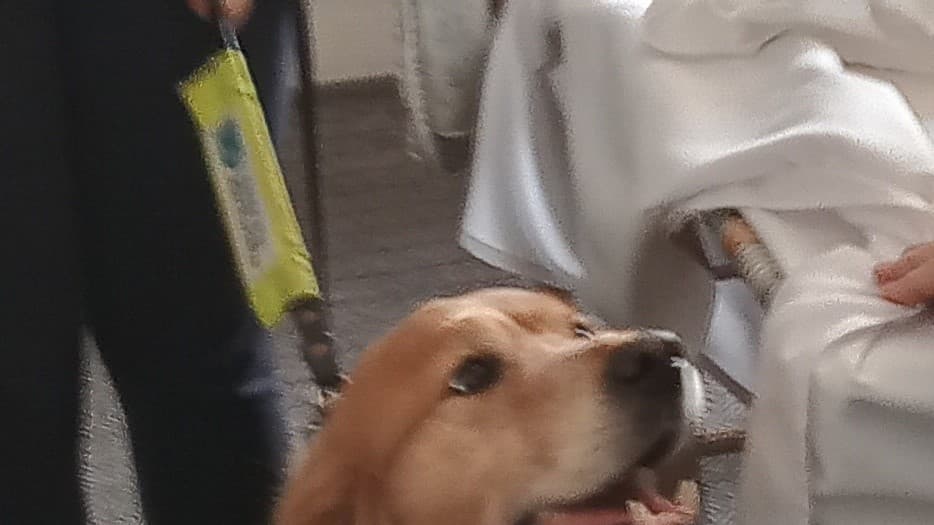 Tilly the guide dog is guest of honour | thepost.uk.com