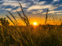Cornwall's agricultural landscape set to undergo a green revolution