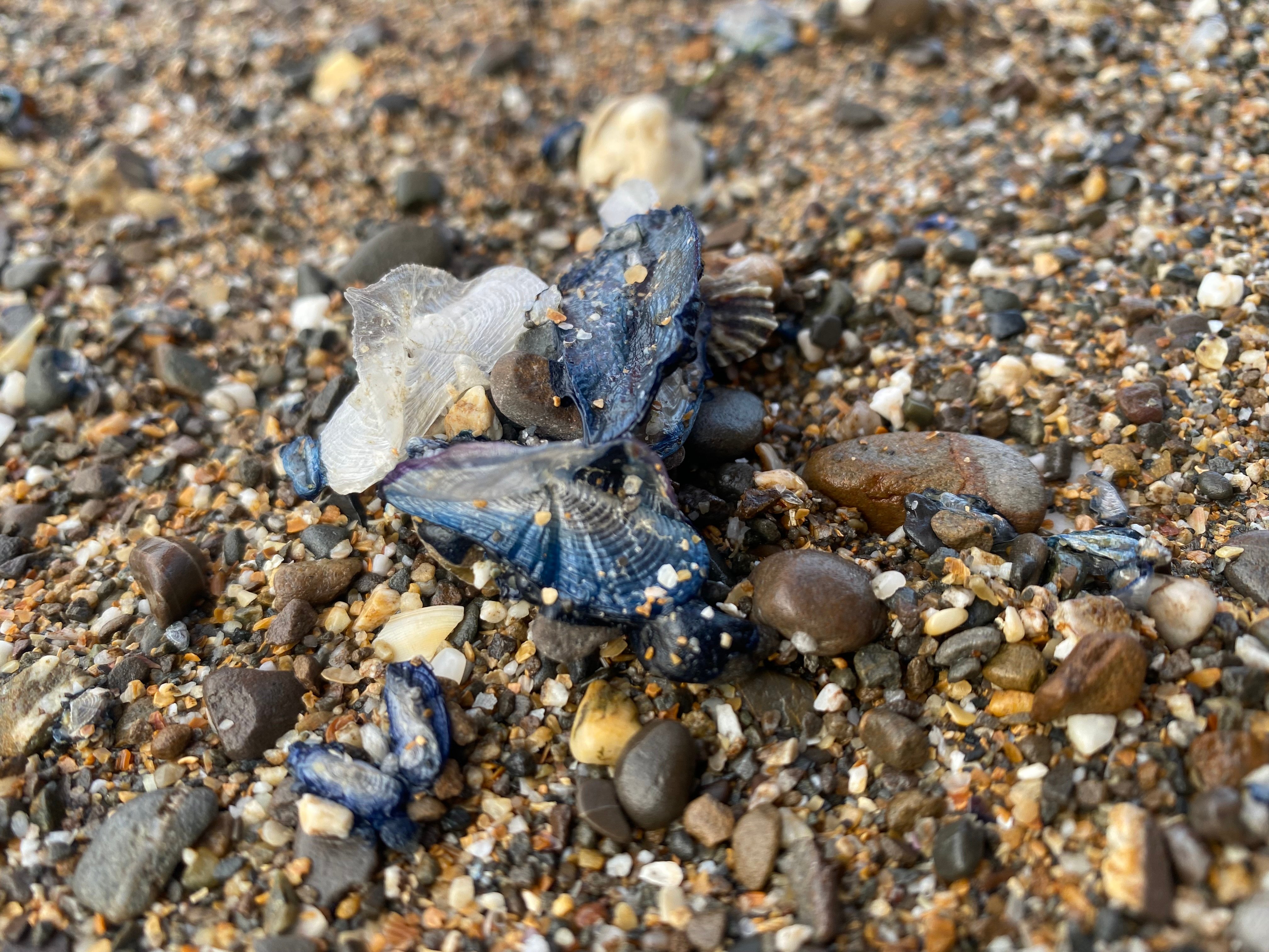Blue creatures wash up on Widemouth bay shoreline | thepost.uk.com