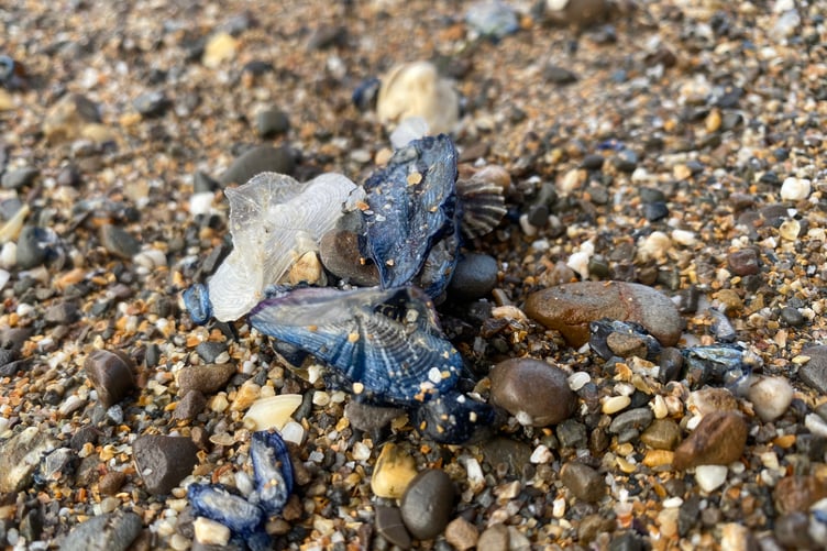 On first glance the blue creatures could be seen as a type of jellyfish