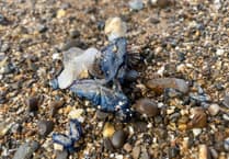 Blue creatures wash up on Widemouth bay shoreline 