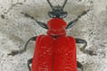 Attention seeking cardinal beetle draws the eye with striking colour