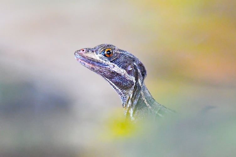 Runner up - Common basilik by Thomas Easterbrook