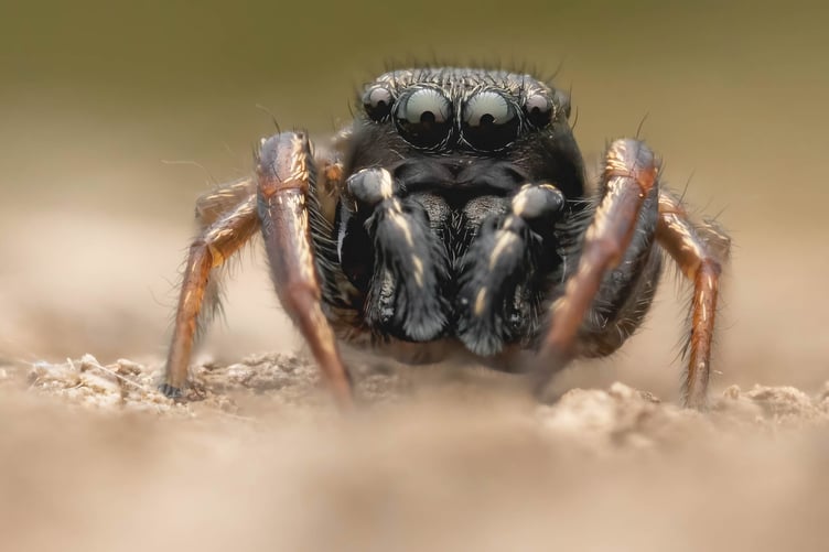 'Small World' runner up - Sun jumping spider by Joshua Garbutt