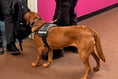 Police dog Skye teaching children the risk of drugs