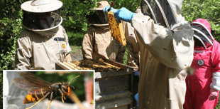 Beekeeping group ask for residents help with spotting invasive pest