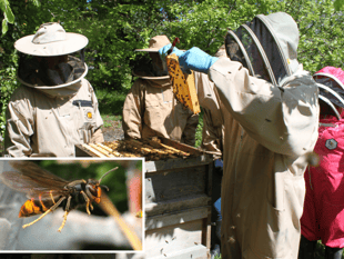 Beekeeping group ask for residents help with spotting invasive pest