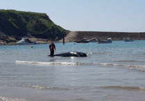 Beachgoers shocked by mysterious animal washed ashore