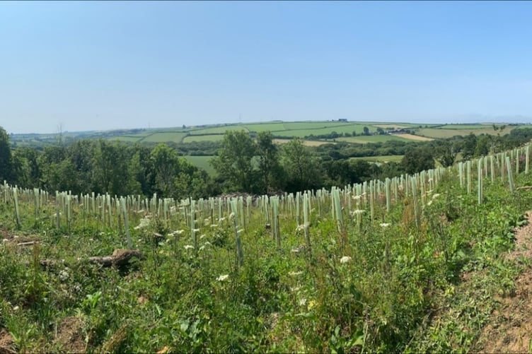 Tree planting has taken place to create woodland near Truro