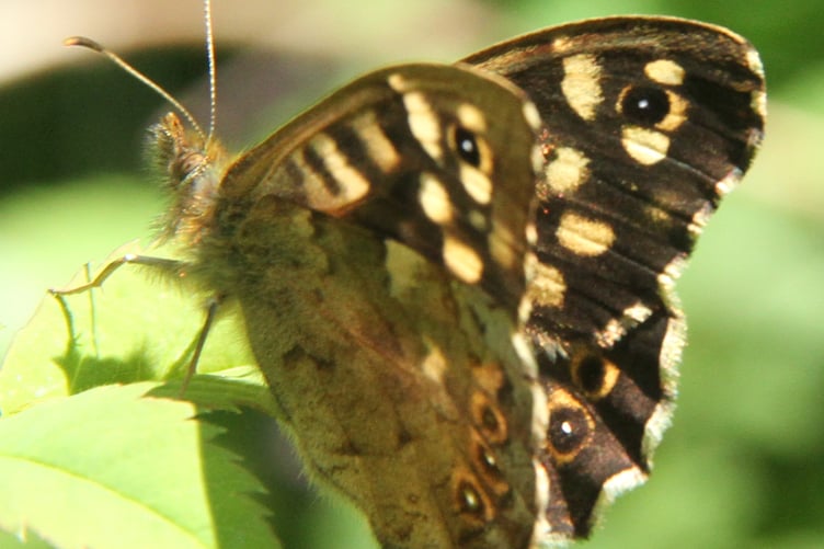 Speckled wood butterfly