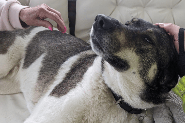 Jessie the dog being fussed after saving her family