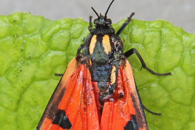 Scarlet tiger moth