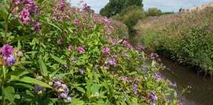 Town Council issue warning amid concerns over invasive plant species
