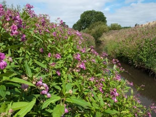 Town Council issue warning amid concerns over invasive plant species