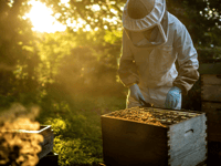 Beekeeping experience coming to Boconnoc