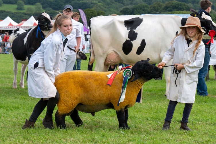 It is hard work getting the livestock to cooperate sometimes but the farming community always pulls together at Okehampton Show to put on the best display possible