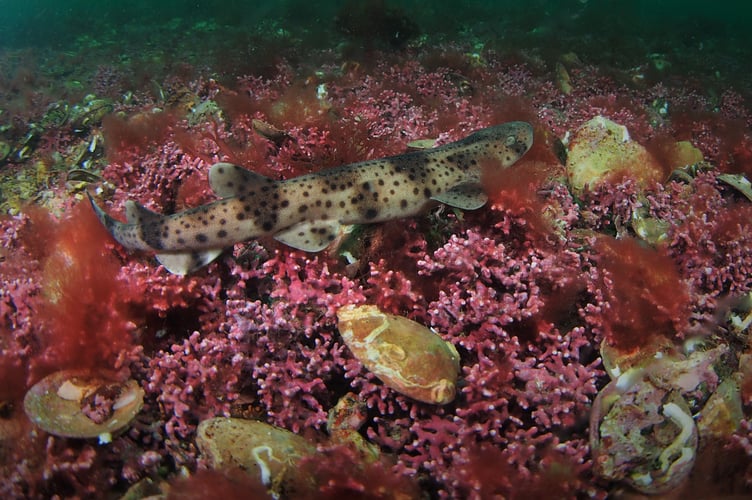 Baby bull huss on maerl