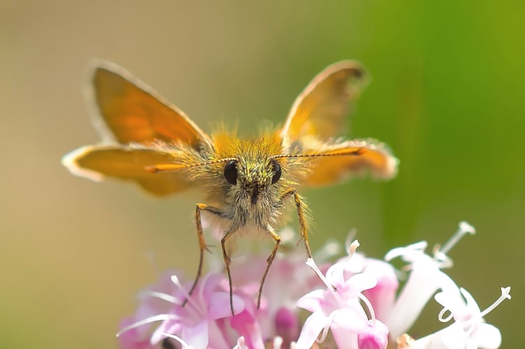 Small Skipper at Helman Tor