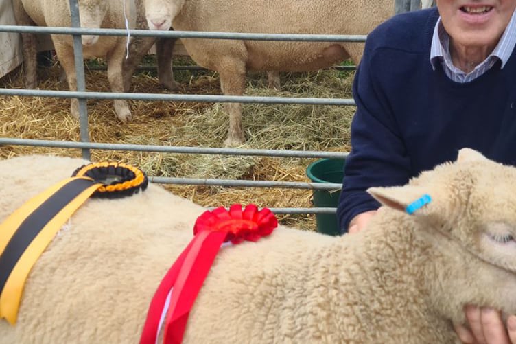 Les French, of Higher Scarsick, Treneglos, was pleased to receive reserve champion and a 1st place rosette for his aged Poll Dorest ewe. Les said: "I show for the love of it - it has been a lifetime coming to these shows." (Picture: Elias O'Neill)