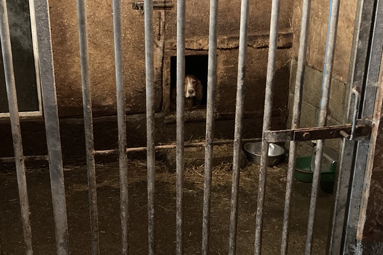 The pregnant Cocker Spaniel 'Poppy'