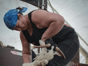 Live updates: Launceston hosts sheep shearing world record attempt