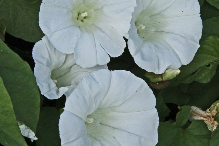 Hedge bindweed