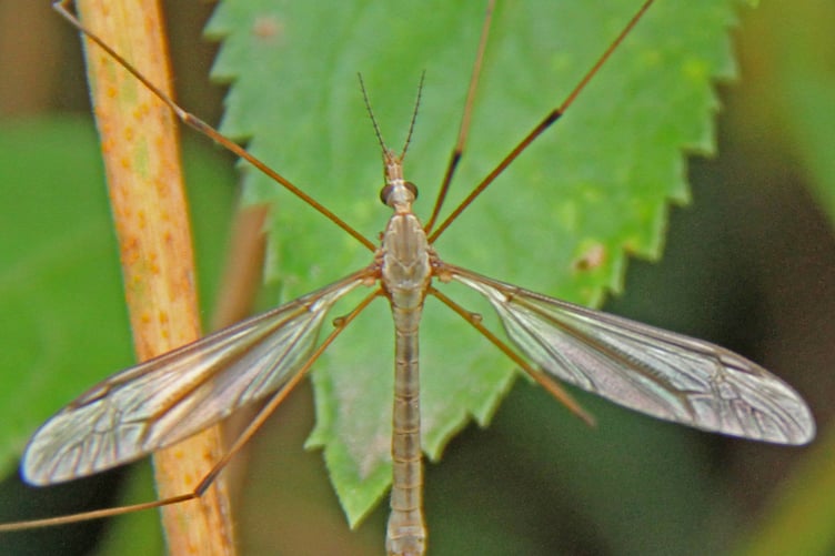 Crane fly or Daddy longlegs