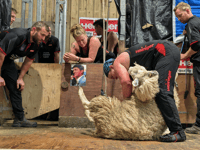Shear brilliance as world record smashed