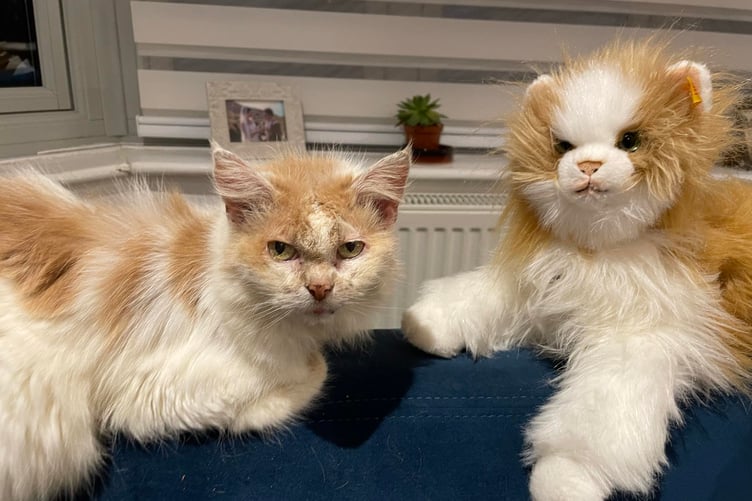 Snowy was affectionately known by locals as 'Meth Cat'