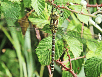 Naturewatch: A stroll into the past