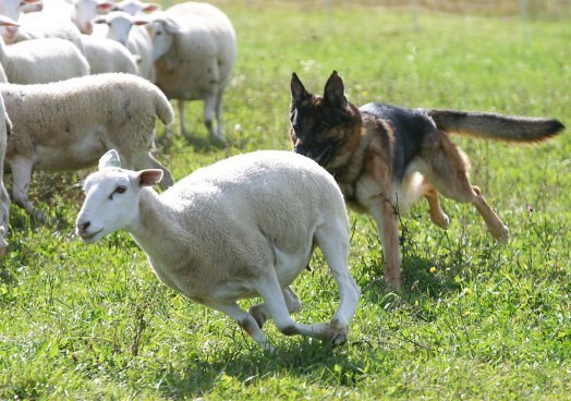 Rural officers welcome new law protecting livestock from dog attacks