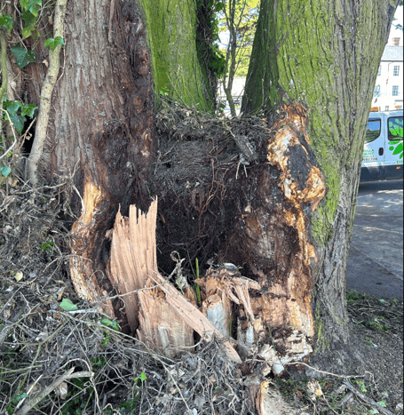 The damaged tree in Bude