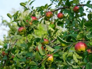 Homes/Garden: Your essential garden tasks for September