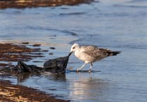 Torridge issues plea on food waste disposal