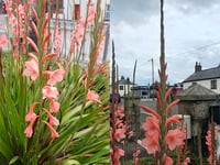 Gardening with Martin Pallett: long-flowering plant from South Africa