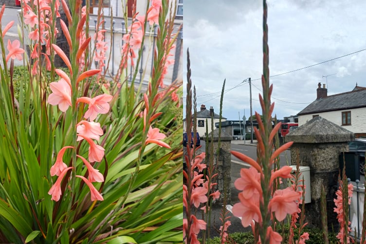 Two examples of light-peachy flowered South African watsonia