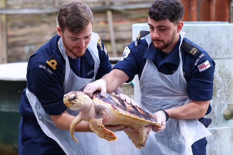 EMBARGOED 2230 SEPT 27 2024 On 16 September 2024, two sailors from HMS Medway trained at Blue Reef Aquarium in Newquay, to be able to look after five rare loggerhead turtles. Six rare turtles have been returned to their original Atlantic habitat thanks to the Royal Navy. It linked up with two marine life organisations to deliver half a dozen loggerhead turtles to warmer waters after the creatures were washed up on the UK shores and nurtured back to health. Crew of HMS Medway released the vulnerable creatures off the Azores as the patrol ship heads towards the Caribbean.