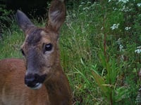 Deer to be culled on the Cotehele estate after damage